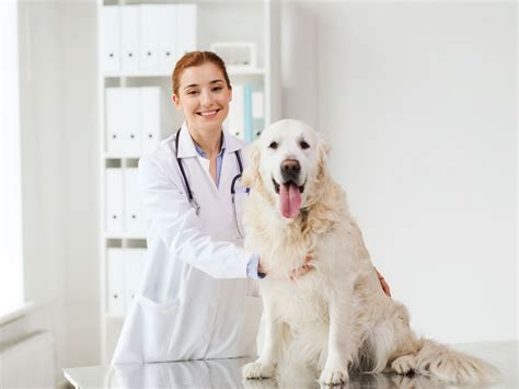 edgebrook vet|affordable full service vet clinic.